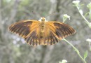 Argynnis paphia aberant ©  S.Beshkov